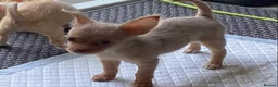 Chihuahua dogs for sale: Gorgeous tiny Chihuahua babies - Advert 18