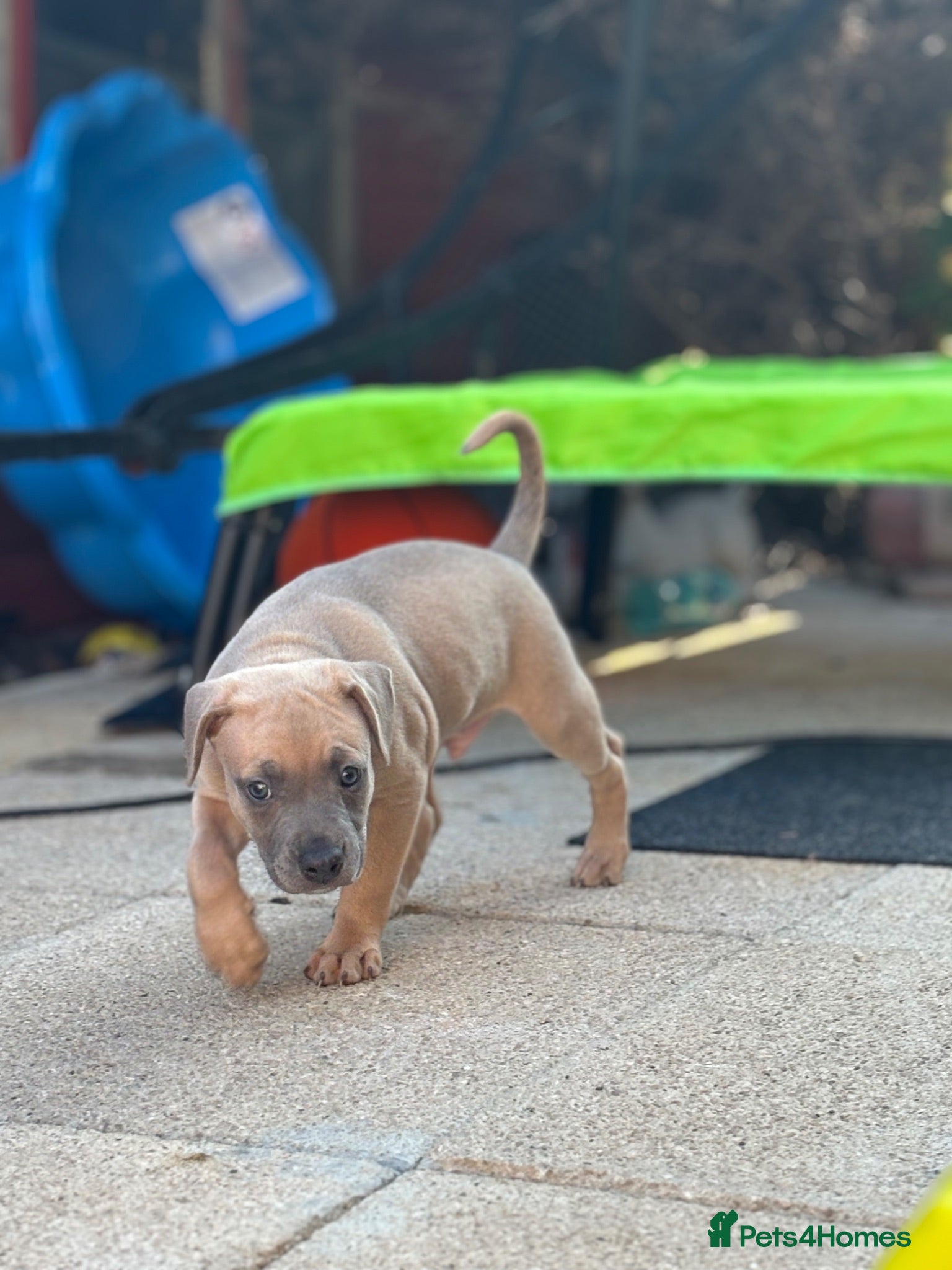 Mixed Breed dogs 2 male Whippet/French Bulldog puppies for sale.  - Advert 1