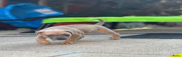 Mixed Breed dogs for sale: 2 male Whippet/French Bulldog puppies for sale.  in Kilmarnock - Advert 1