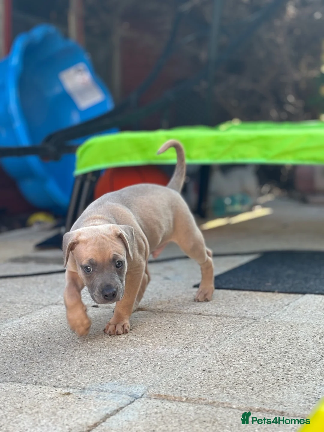 Mixed Breed dogs for sale: 2 male Whippet/French Bulldog puppies for sale.  in Kilmarnock - Advert 1