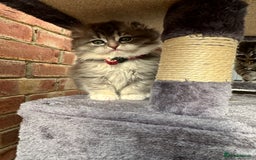 Scottish Fold cats for sale: Stunningly beautiful Scottish Fold x Ragdoll  - Image 18