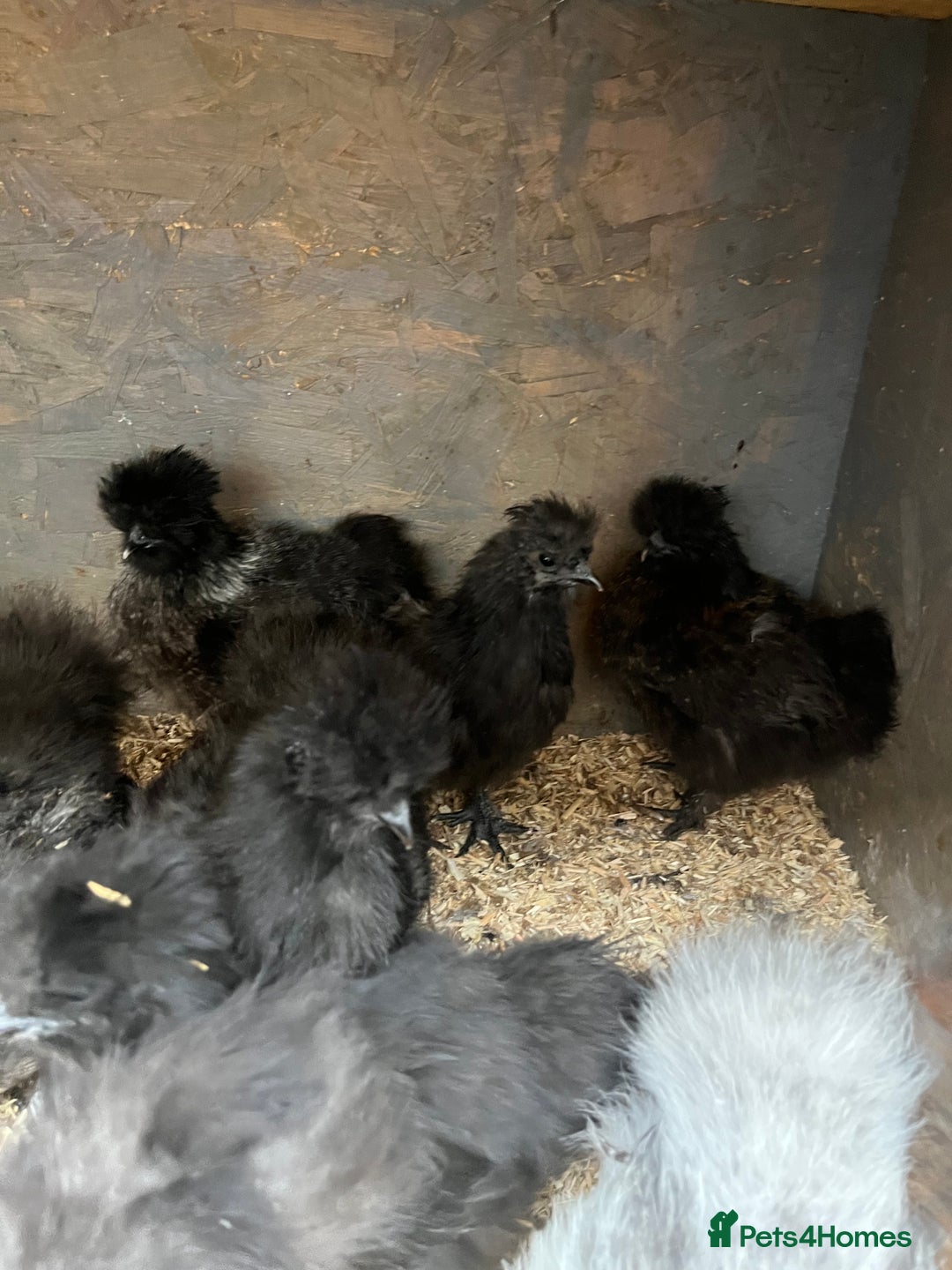 Mixed Breed poultry for sale: Indian runner ducklings and Silkies  - Advert 13