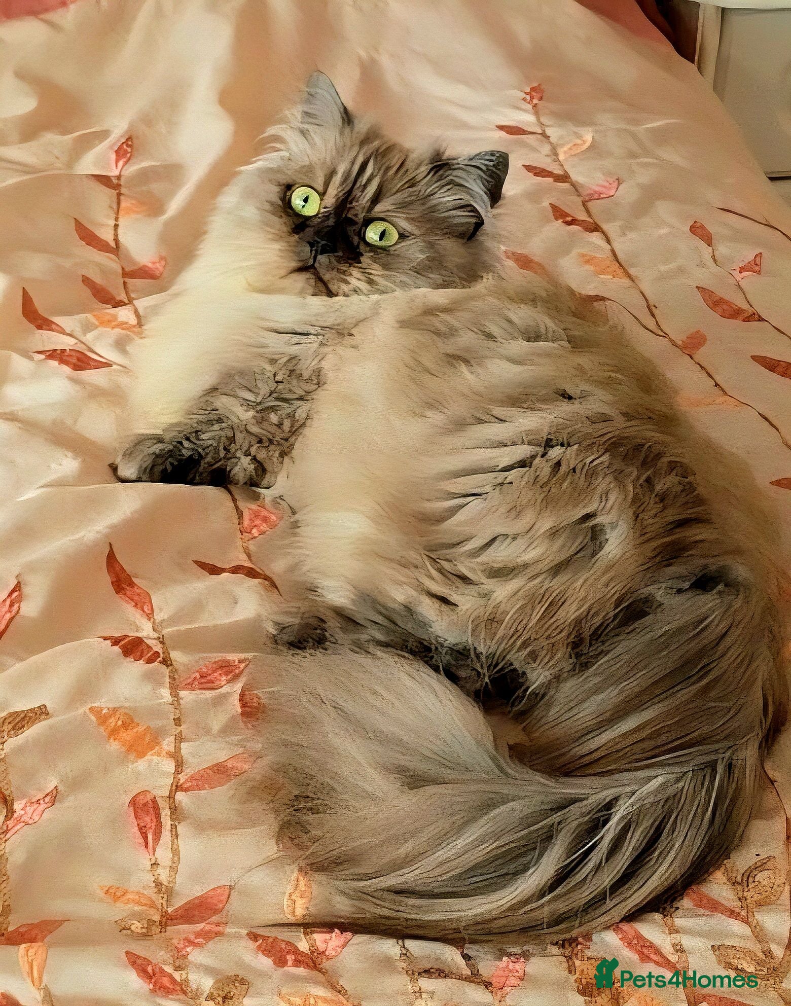 Persian cats Quality Minuet Persians - Advert 2