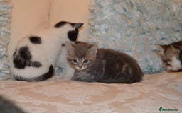Mixed Breed cats for sale: 6 Adorable Playful Kittens for Sale - Image 11
