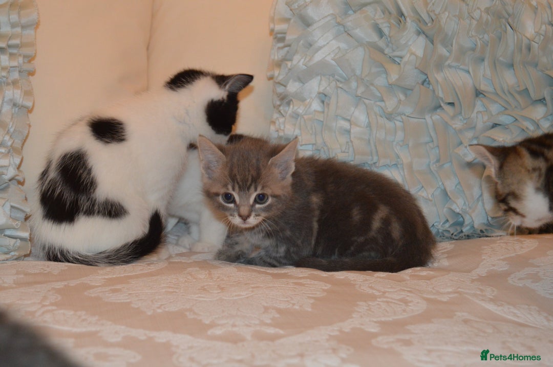 Mixed Breed cats for sale: 6 Adorable Playful Kittens for Sale - Image 11