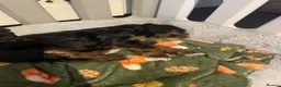 Cavapoo dogs for sale: BEAUTIFUL FULLY HT F1 Cavapoo’s choc carriers  - Advert 7