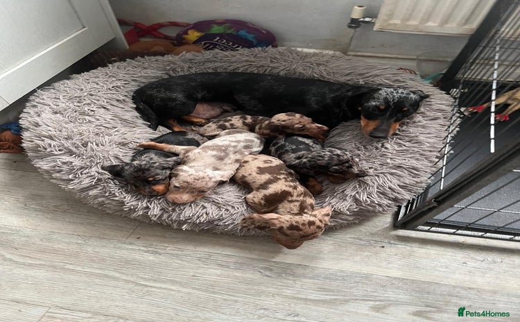 Dachshund dogs - Advert 1