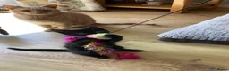 Mixed Breed cats for sale: Playful kittens - Advert 6