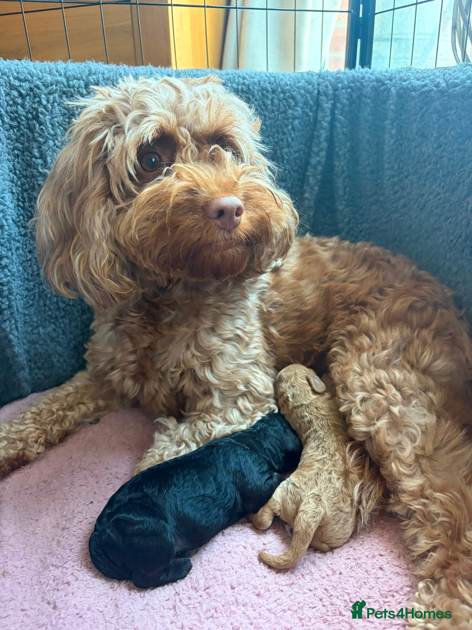 Cockapoo dogs Exceptional Home-Reared F2b Cockapoo Puppies 🐾 - Advert 2