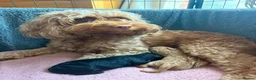 Cockapoo dogs for sale: Exceptional Home-Reared F2b Cockapoo Puppies 🐾 - Advert 1