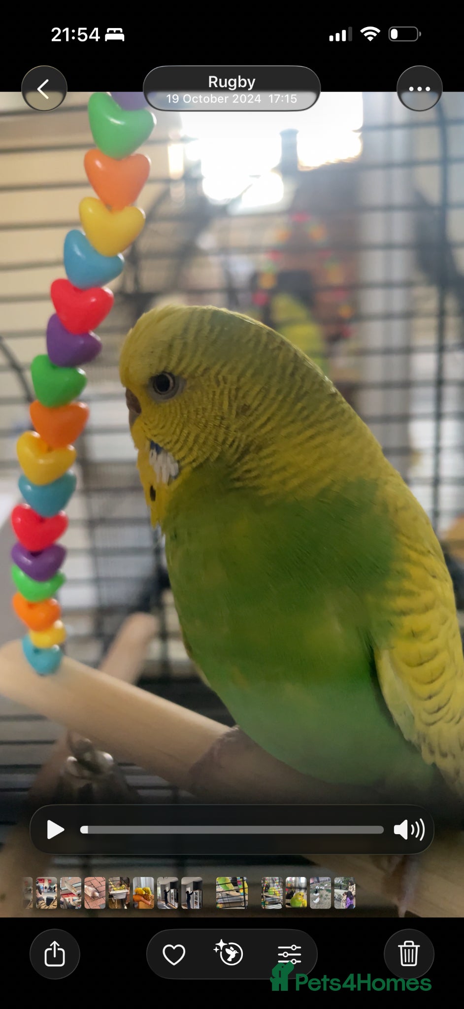 Budgerigars birds Budgies - Advert 2