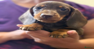Miniature Dachshund dogs - Advert 3