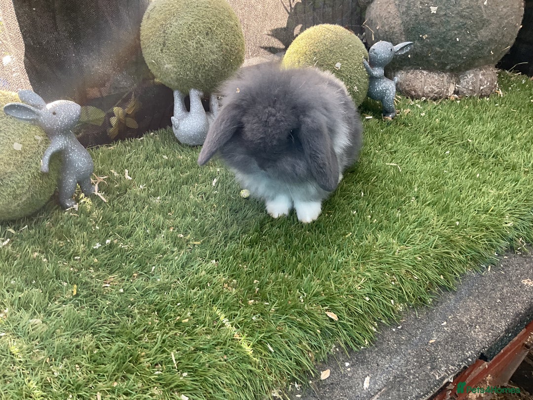 Mini Lop rabbits for sale: Baby mini lops and mini lion lop baby rabbits - Advert 9