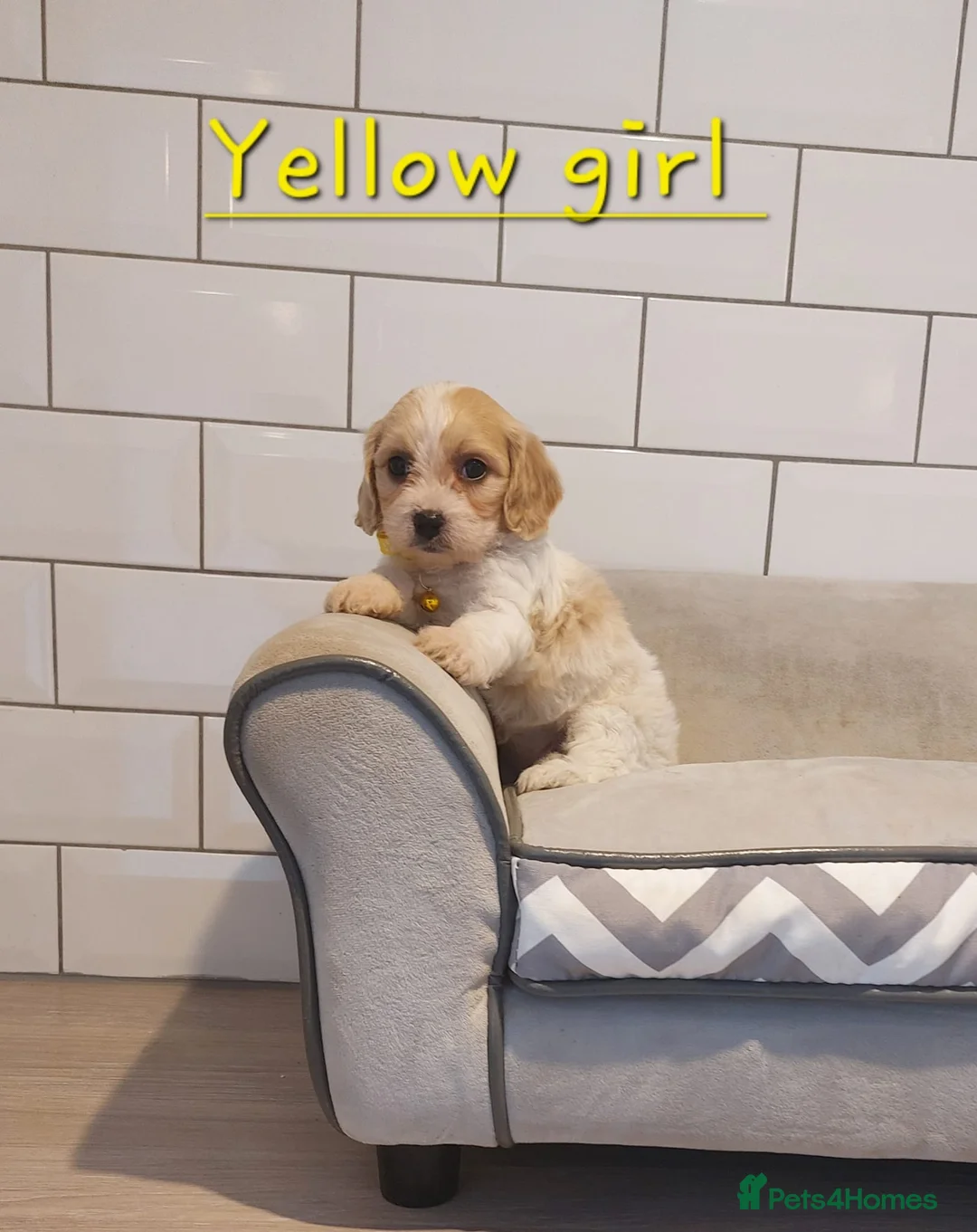 Cavachon dogs for sale: Beautiful Cavachon puppies 💕 - Advert 12