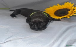 Great Dane dogs for sale: KC Registered Great Dane Puppies. - Image 23