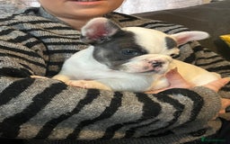 French Bulldog dogs for sale: Fluffy French Bulldogs  - Image 30