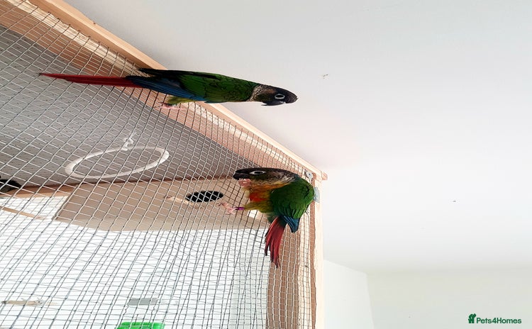 Conures birds - Advert 17