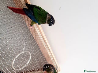 Conures birds - Advert 20