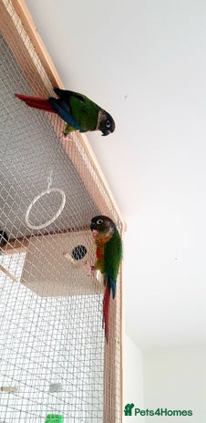 Conures birds - Advert 4