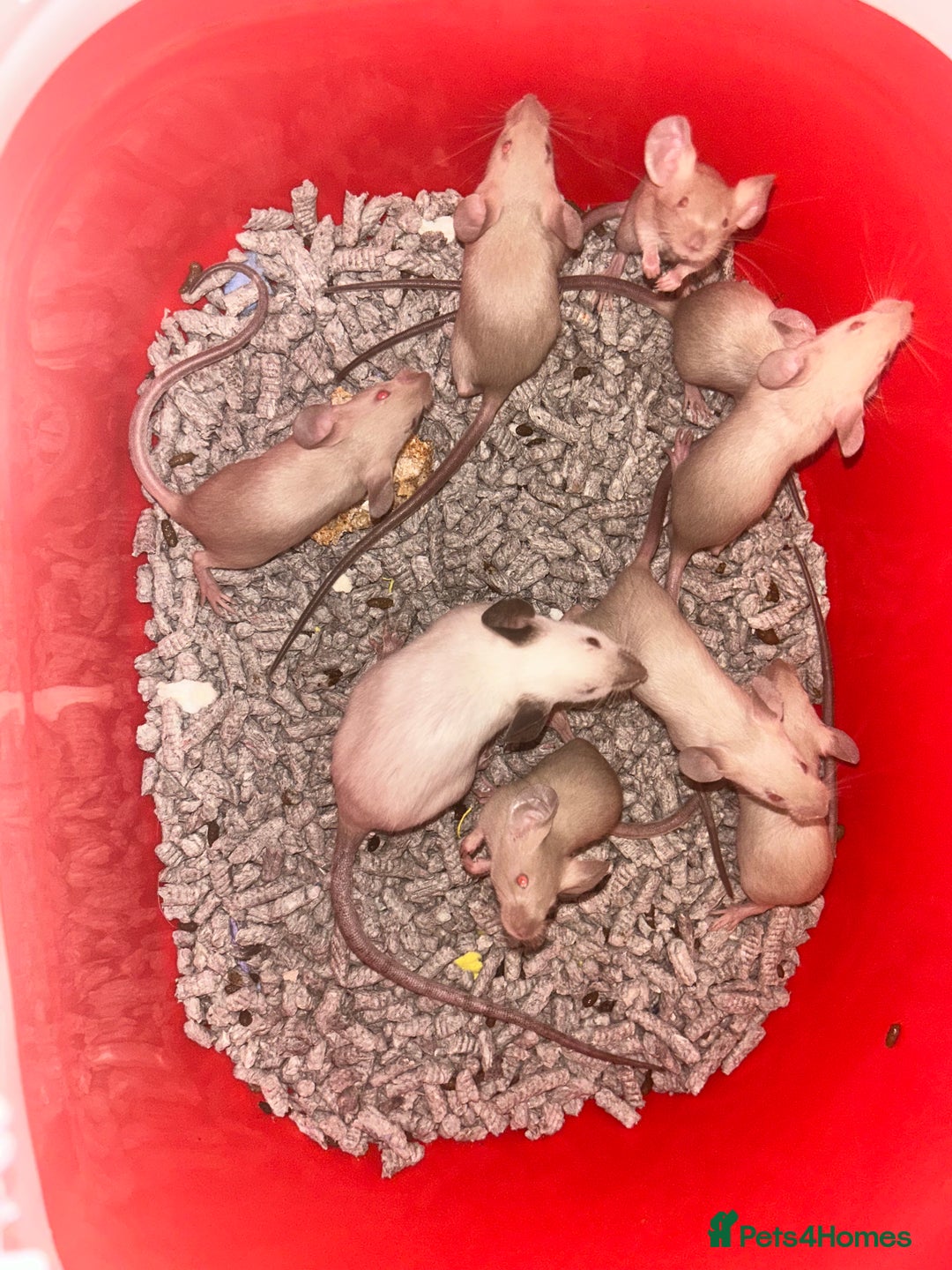 Mouse rodents for sale: Siamese baby mice  - Image 6