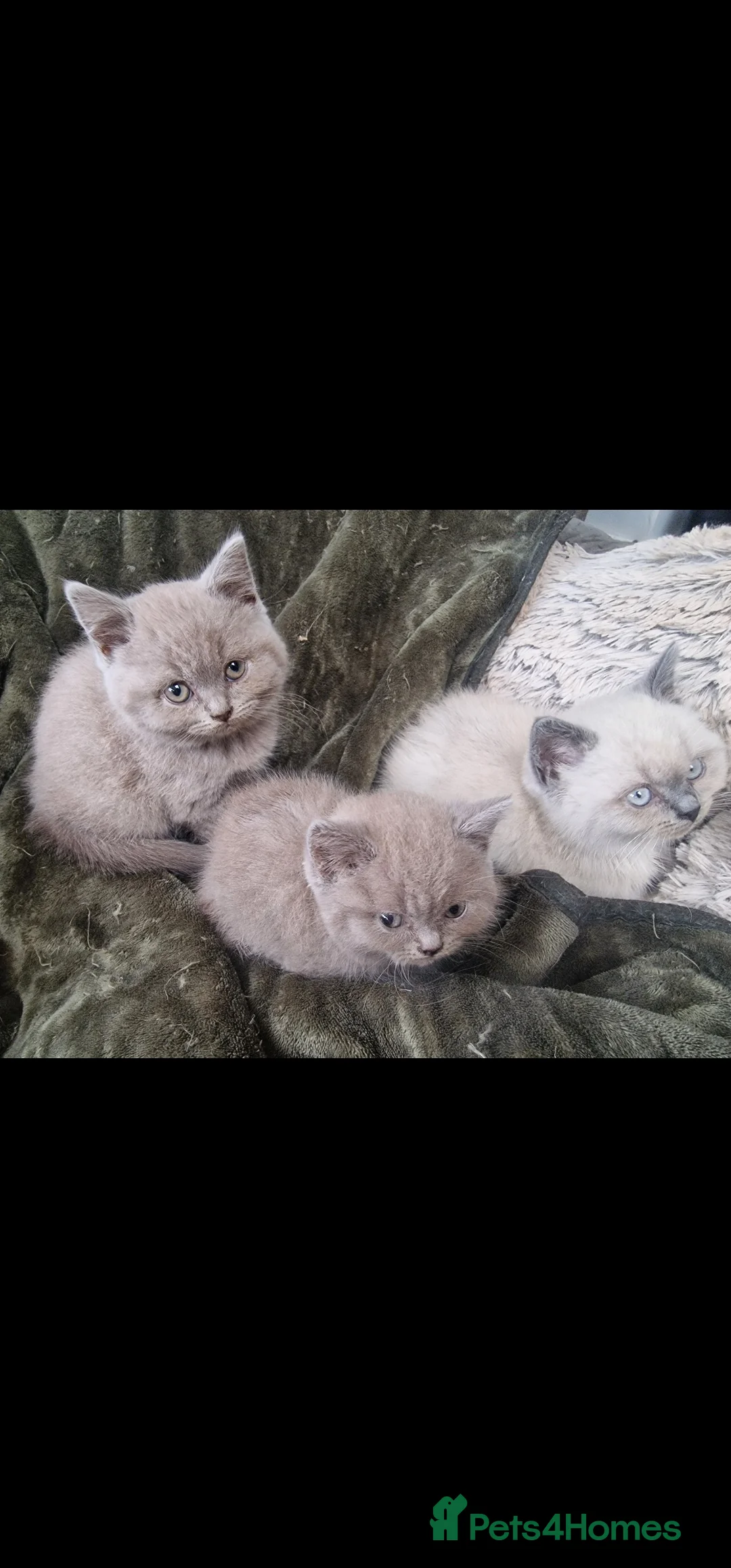 British Shorthair cats for sale: 3 british shorthair kittens - Advert 4