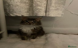 Maine Coon cats for sale: Beautiful Male Mainecoon  - Image 5