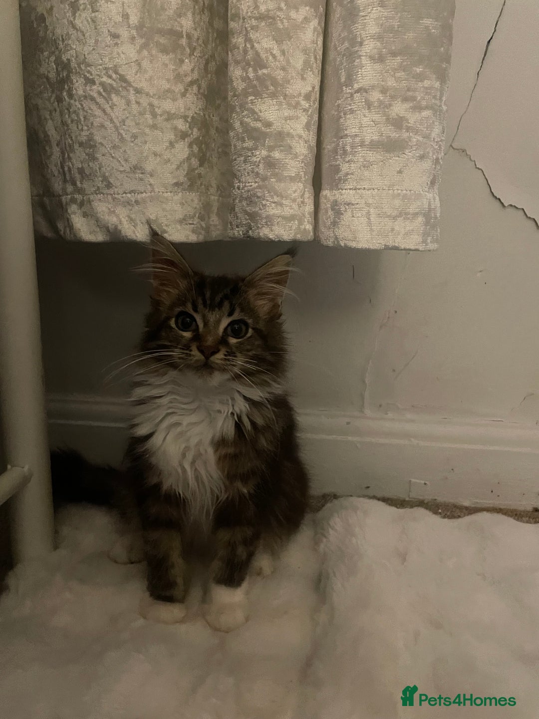 Maine Coon cats for sale: Beautiful Male Mainecoon  - Image 5