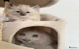 Ragdoll cats for sale: Meet Special Joy - Image 11