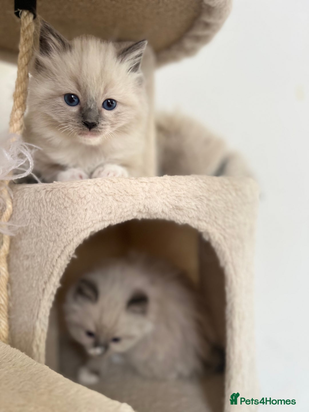 Ragdoll cats for sale: Meet Special Joy - Image 11