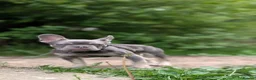 French Bulldog dogs for sale: Mr Dominic L - Advert 1