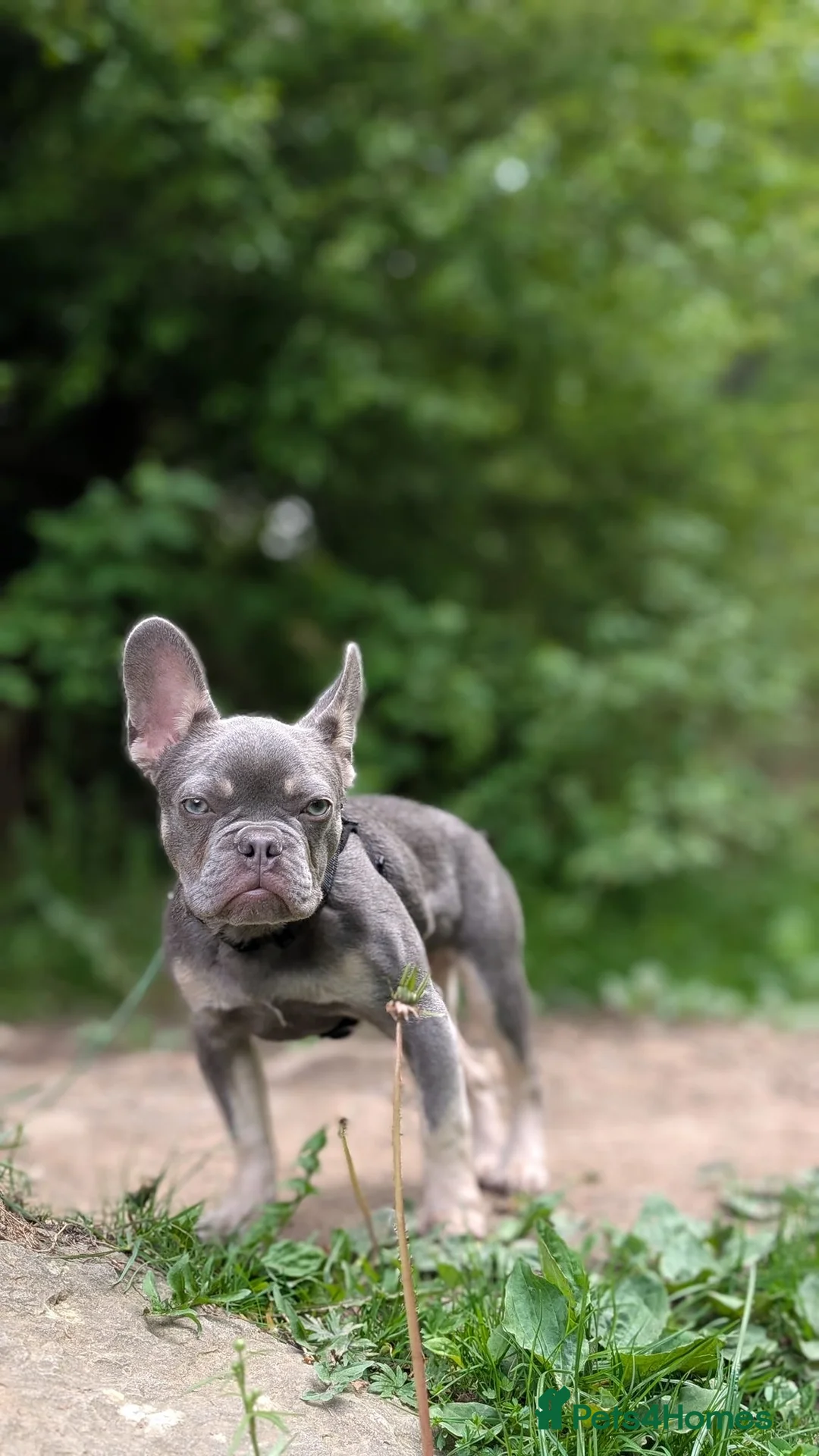 French Bulldog dogs for sale: Mr Dominic L - Advert 1