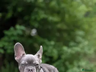 French Bulldog dogs Mr Dominic L - Advert 4