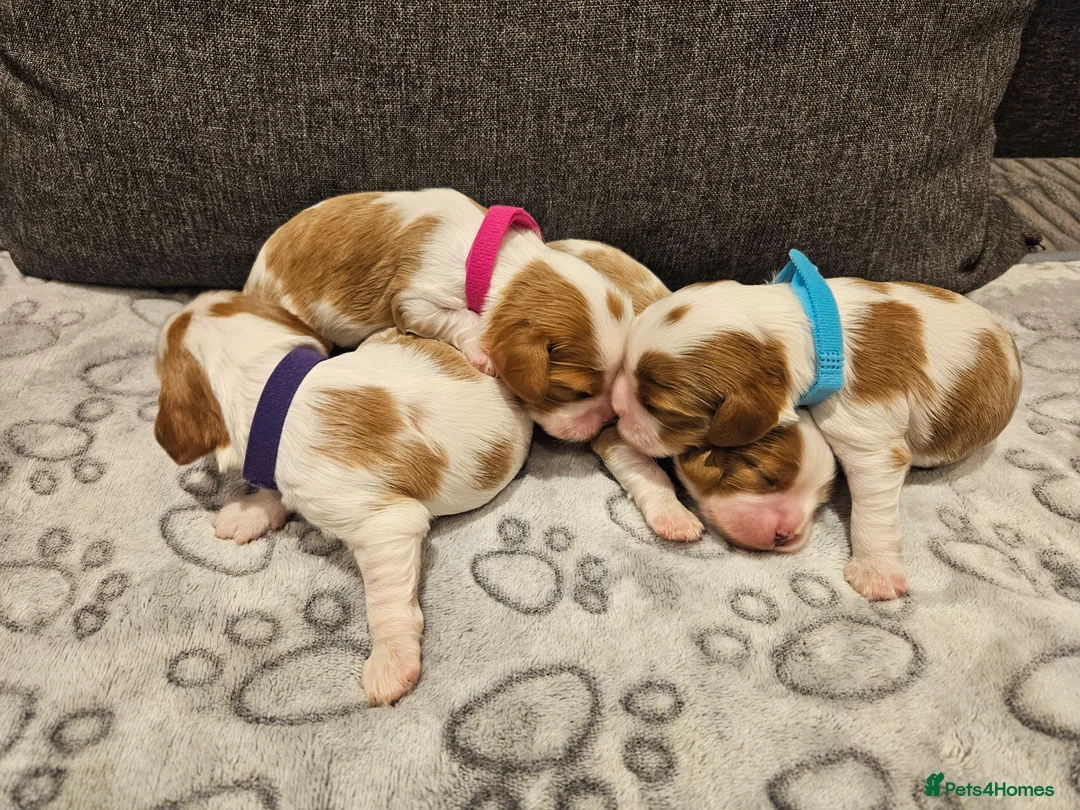 Cavalier King Charles Spaniel dogs for sale: * KC reg Cavalier King Charles Spaniel * - Advert 10