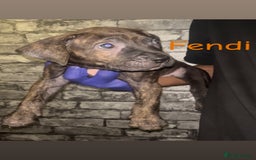 Presa Canario dogs for sale: Beautiful presa canario puppies!! - Advert 5