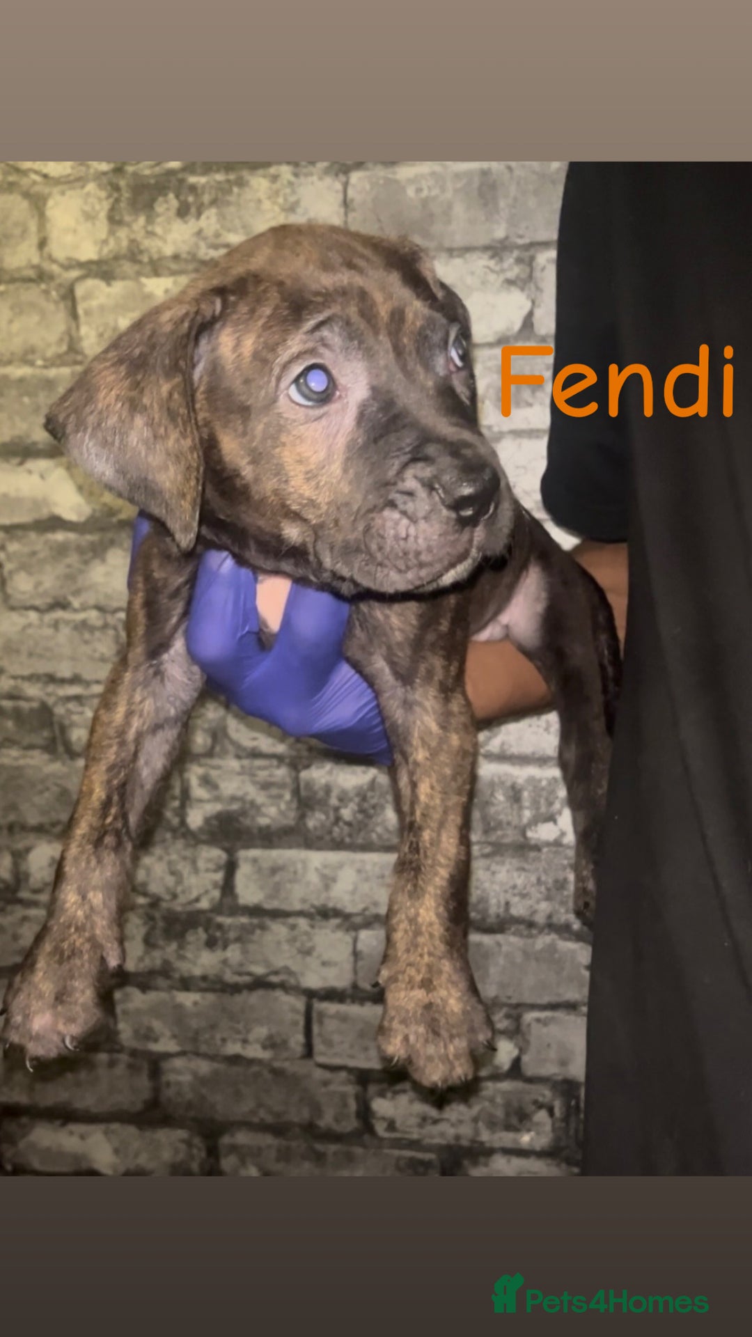 Presa Canario dogs for sale: Beautiful presa canario puppies!! - Advert 5