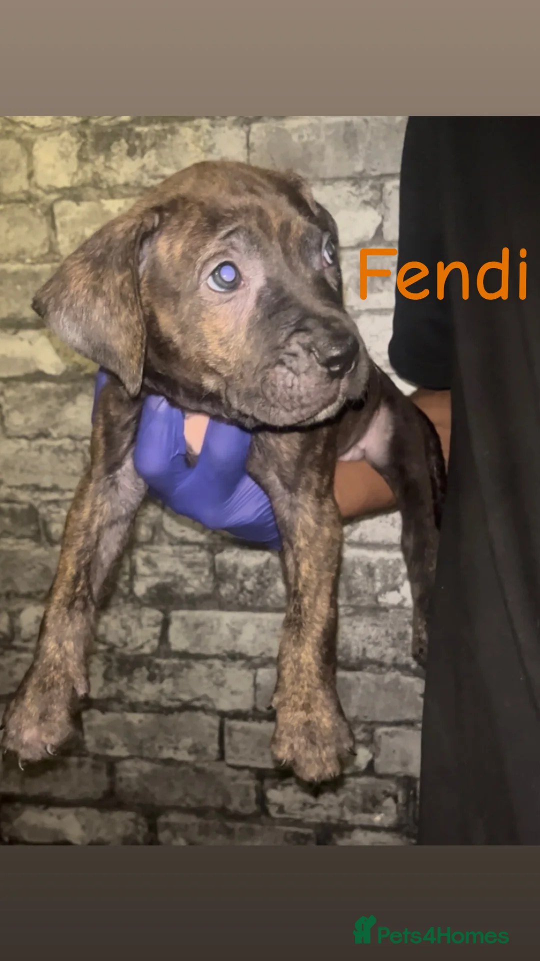 Presa Canario dogs for sale: Beautiful presa canario puppies!! - Advert 5