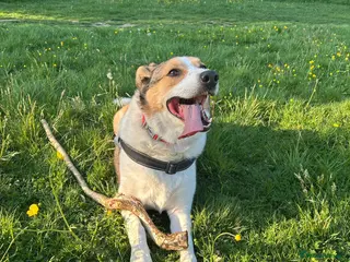 Mixed Breed dogs 7 year old Welsh Border Collie in Newtown - Advert 6