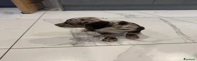 Cockapoo 6