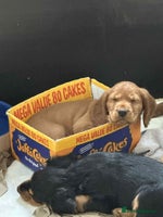 Cocker Spaniel dogs - Advert 4