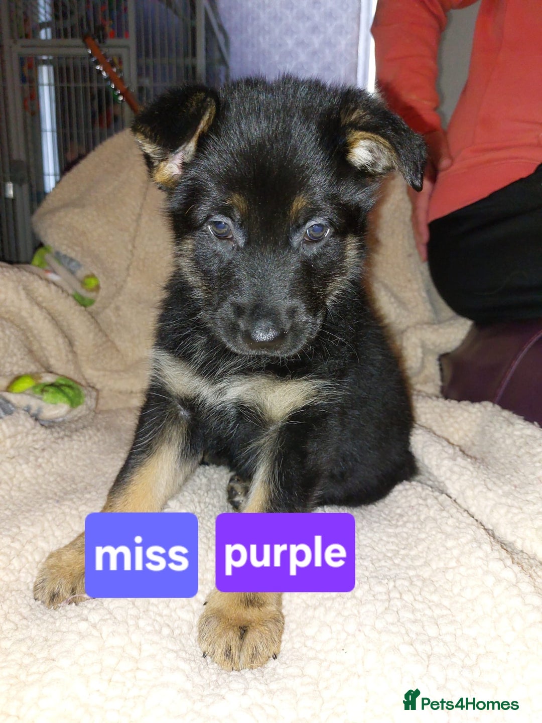 Mixed Breed dogs for sale: German shepherd pups - Advert 5