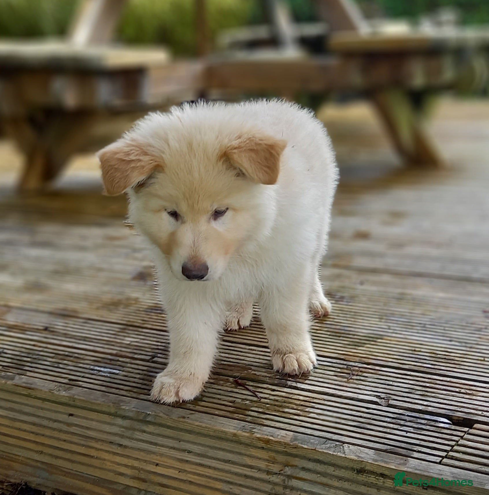German Shepherd dogs Gorgeous German Shepherd pups for sale - Advert 2