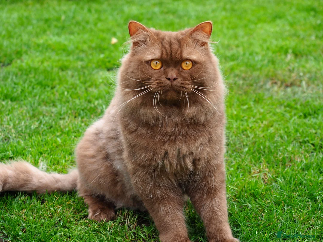 British Shorthair cats for sale: Cinnamon, Lilac & Ginger TICA Reg - Advert 13