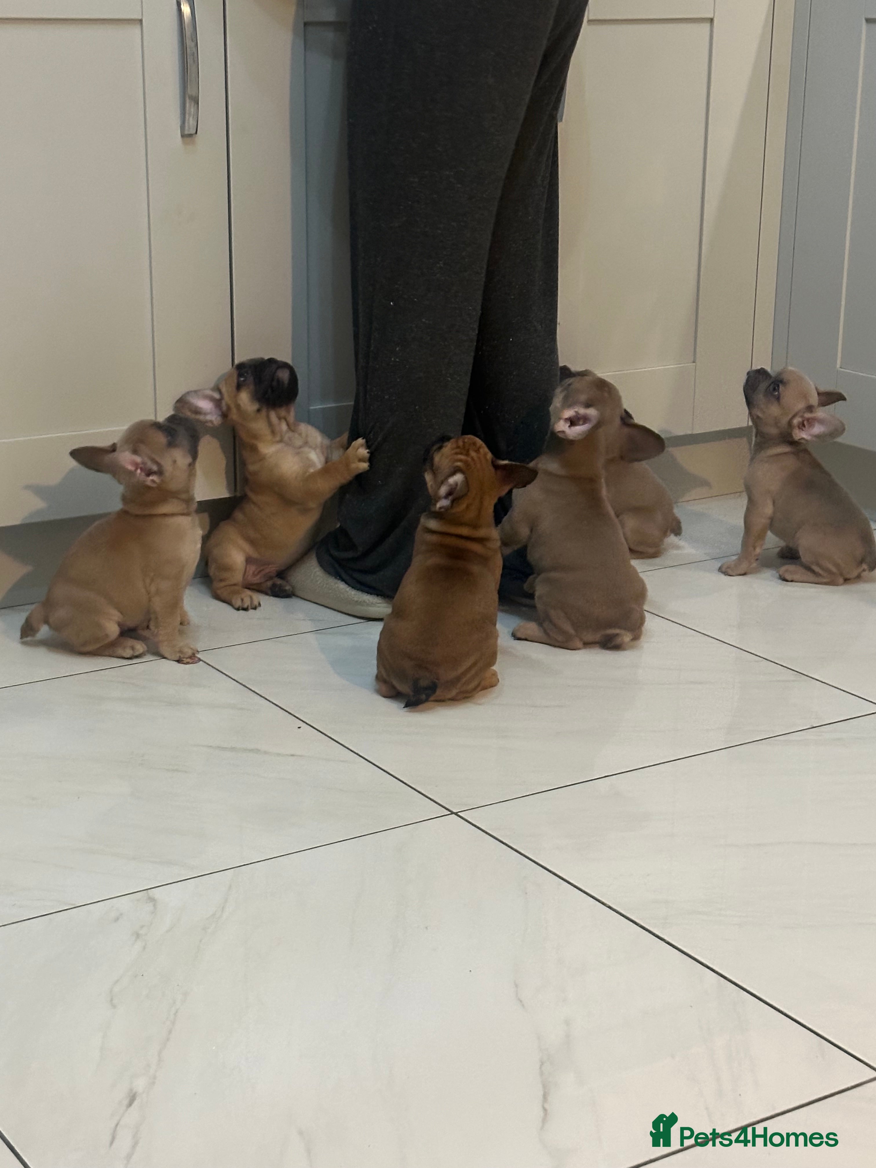 French Bulldog dogs READY MONDAY (3 LEFT!) French Bulldog puppies! - Advert 16