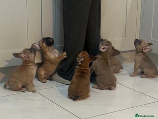 French Bulldog dogs READY MONDAY (3 LEFT!) French Bulldog puppies! - Advert 16
