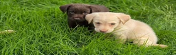 Labrador Retriever dogs for sale: 3 fantastic Pedigrre Lab pups for sale - Advert 11