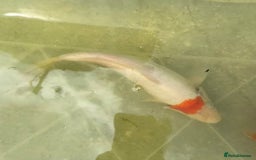 Koi Carp fish for sale: Koi for Sale - Image 13