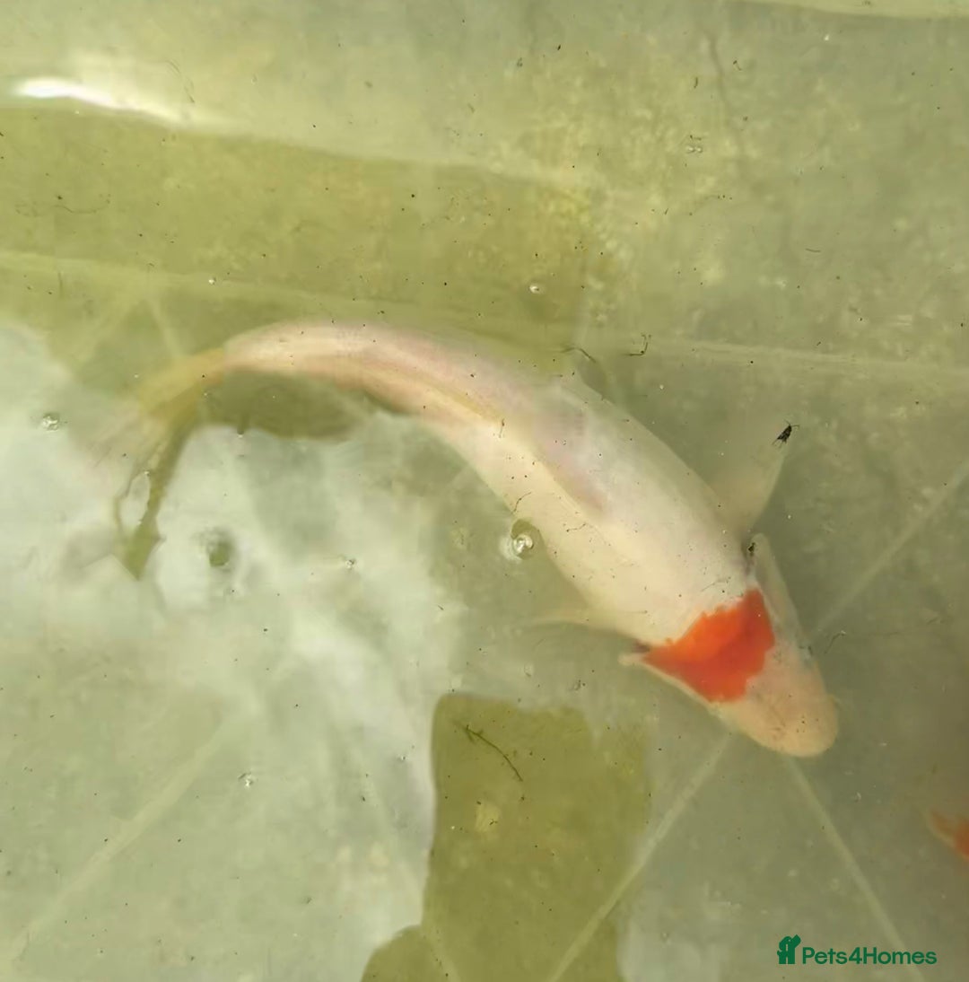 Koi Carp fish for sale: Koi for Sale - Image 13