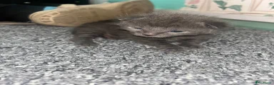 Grey boy