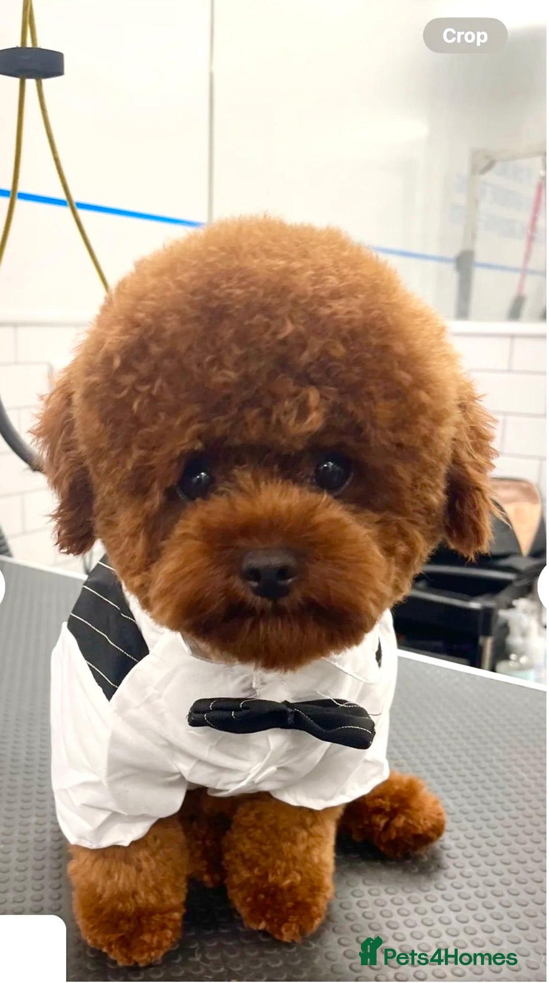 Maltipoo dogs for sale: Beautiful F1B Toy Size Maltipoo Puppies - Image 27