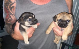 Chihuahua dogs for sale: Beautiful chihuahua pups - Image 1